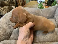Butch smooth coat, a male Miniature Dachshund for sale in Lucedale, MS – Photo 6 of 8