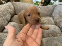 Butch smooth coat, a male Miniature Dachshund for sale in Lucedale, MS – Photo 3 of 8