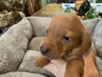 Butch smooth coat, a male Miniature Dachshund for sale in Lucedale, MS – Photo 2 of 8