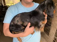 Butch smooth coat, a male Miniature Dachshund for sale in Lucedale, MS – Photo 7 of 8