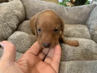 Butch smooth coat, a male Miniature Dachshund for sale in Lucedale, MS – Photo 4 of 8