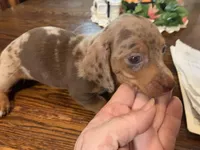 Dutches/dapple smooth coat, a female Miniature Dachshund for sale in Lucedale, MS – Photo 8 of 10