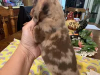 Dutches/dapple smooth coat, a female Miniature Dachshund for sale in Lucedale, MS – Photo 5 of 10