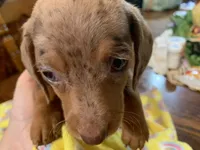 Dutches/dapple smooth coat, a female Miniature Dachshund for sale in Lucedale, MS – Photo 2 of 10