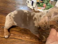 Dutches/dapple smooth coat, a female Miniature Dachshund for sale in Lucedale, MS – Photo 6 of 10