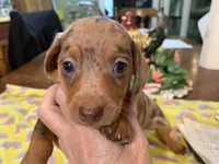 Dutches/dapple smooth coat, a female Miniature Dachshund for sale in Lucedale, MS – Photo 1 of 10