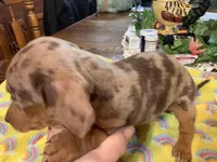 Dutches/dapple smooth coat, a female Miniature Dachshund for sale in Lucedale, MS – Photo 7 of 10