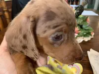 Dutches/dapple smooth coat, a female Miniature Dachshund for sale in Lucedale, MS – Photo 3 of 10