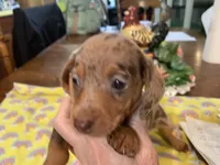 Dutches/dapple smooth coat, a female Miniature Dachshund for sale in Lucedale, MS – Photo 4 of 10