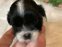 Henry, a male Shih Tzu for sale in Lucedale, MS – 4 of 8