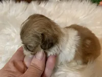 Carmel, a female Shih Tzu for sale in Lucedale, MS – 6 of 7