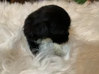 Tiny, a male Shih Tzu for sale in Lucedale, MS – 6 of 6