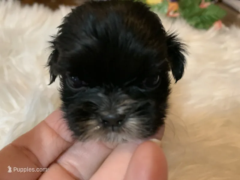 Tiny – Shih Tzu puppy for sale in Lucedale, MS