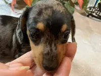 Drake , a male Miniature Dachshund for sale in Lucedale, MS – 2 of 9