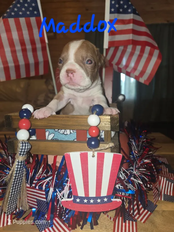 Maddox – Boston Terrier puppy for sale in Lucedale, MS