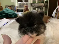 Rambo t/cup, a male Pomeranian for sale in Lucedale, MS – 3 of 10