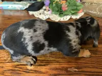 Hugo. Smooth coat. , a male Miniature Dachshund for sale in Lucedale, MS – Photo 5 of 5