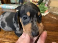 Hugo. Smooth coat. , a male Miniature Dachshund for sale in Lucedale, MS – Photo 3 of 5