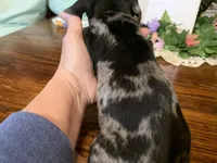 Hugo. Smooth coat. , a male Miniature Dachshund for sale in Lucedale, MS – Photo 1 of 5