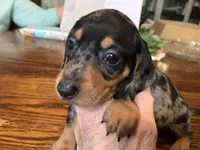 Hugo. Smooth coat. , a male Miniature Dachshund for sale in Lucedale, MS – Photo 4 of 5