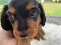 Long hair male, a male Miniature Dachshund for sale in Lucedale, MS – 5 of 10