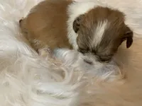 Carmel, a female Shih Tzu for sale in Lucedale, MS – 5 of 7