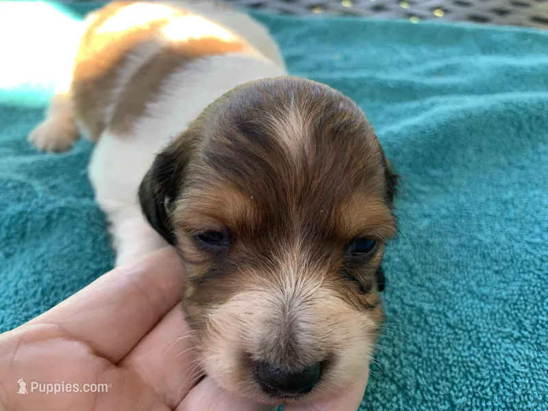 Mario. Long hair  – Miniature Dachshund puppy for sale in Lucedale, MS