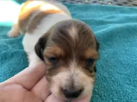 Mario. Long hair , a male Miniature Dachshund for sale in Lucedale, MS – Photo 1 of 9