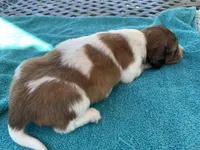 Mario. Long hair , a male Miniature Dachshund for sale in Lucedale, MS – Photo 7 of 9