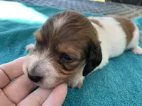 Mario. Long hair , a male Miniature Dachshund for sale in Lucedale, MS – Photo 2 of 9