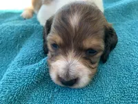 Mario. Long hair , a male Miniature Dachshund for sale in Lucedale, MS – Photo 3 of 9