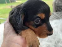 Long hair male, a male Miniature Dachshund for sale in Lucedale, MS – 3 of 10