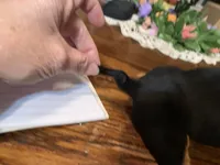 Hook. Smooth coat , a male Miniature Dachshund for sale in Lucedale, MS – Photo 2 of 6