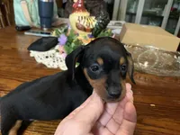 Hook. Smooth coat , a male Miniature Dachshund for sale in Lucedale, MS – Photo 1 of 6