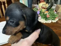 Hook. Smooth coat , a male Miniature Dachshund for sale in Lucedale, MS – Photo 3 of 6