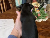 Hook. Smooth coat , a male Miniature Dachshund for sale in Lucedale, MS – Photo 5 of 6