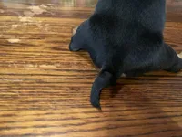 Hook. Smooth coat , a male Miniature Dachshund for sale in Lucedale, MS – Photo 6 of 6