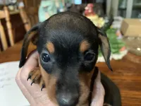 Hook. Smooth coat , a male Miniature Dachshund for sale in Lucedale, MS – Photo 4 of 6