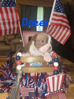 Dozer, a male Boston Terrier for sale in Lucedale, MS – 1 of 1