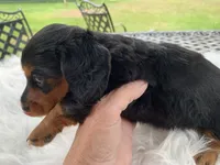 Long hair male, a male Miniature Dachshund for sale in Lucedale, MS – 8 of 10