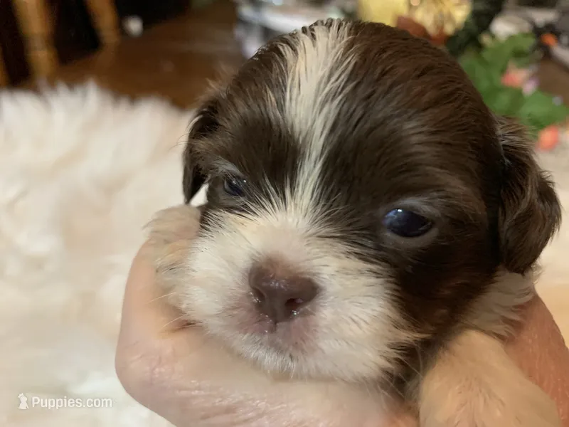 Ricky – Shih Tzu puppy for sale in Lucedale, MS