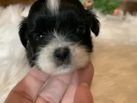 Henry, a male Shih Tzu for sale in Lucedale, MS – 6 of 8