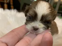 Betty, a female Shih Tzu for sale in Lucedale, MS – 4 of 6
