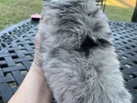 Bear long hair Merle. , a male Chihuahua for sale in Lucedale, MS – Photo 6 of 6