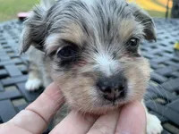 Bear long hair Merle. , a male Chihuahua for sale in Lucedale, MS – Photo 2 of 6