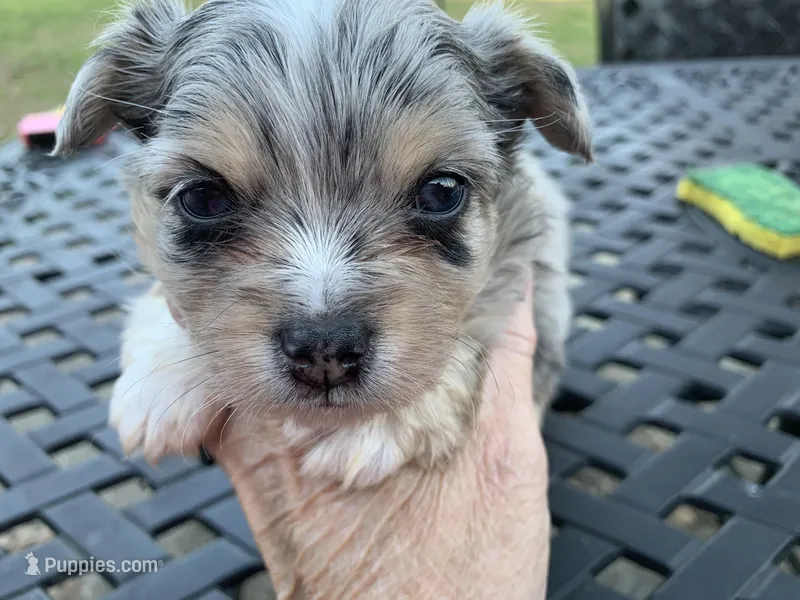 Bear long hair Merle. , a male Chihuahua for sale in Lucedale, MS – Photo 1 of 6