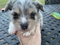 Bear long hair Merle. , a male Chihuahua for sale in Lucedale, MS – Photo 1 of 6