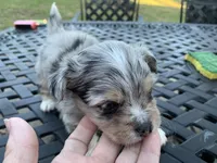 Bear long hair Merle. , a male Chihuahua for sale in Lucedale, MS – Photo 3 of 6