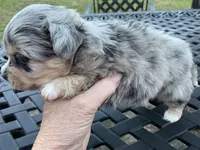 Bear long hair Merle. , a male Chihuahua for sale in Lucedale, MS – Photo 5 of 6