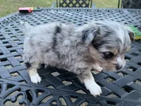 Bear long hair Merle. , a male Chihuahua for sale in Lucedale, MS – Photo 4 of 6